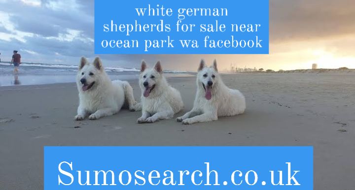 white german shepherds for sale near ocean park wa facebook