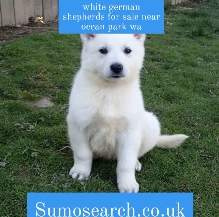 white german shepherds for sale near ocean park wa